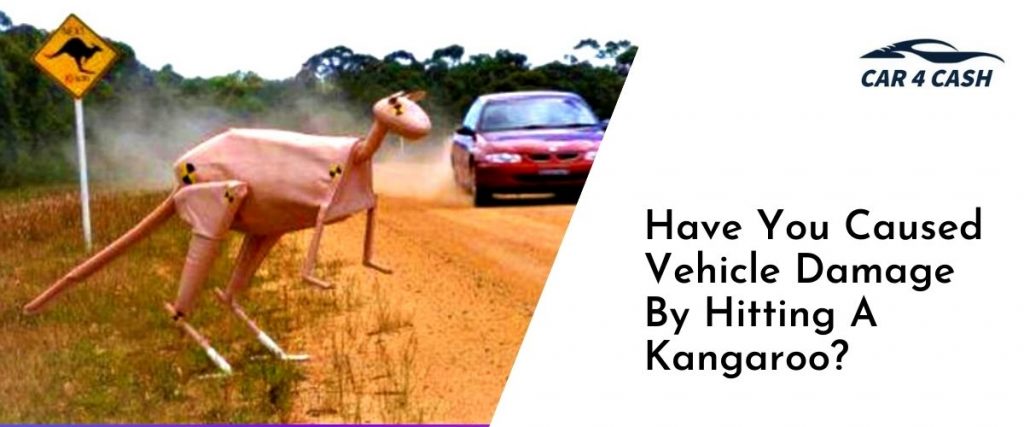 Have You Caused Vehicle Damage By Hitting A Kangaroo